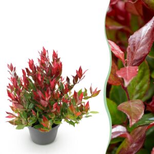 193f749c55754af7919d78ea7da34ea3c04cecb60efb482ea4474e6cd30287e6.jpg Leucothoe Little Flame - Rot - Immergrün - Pflegeleicht