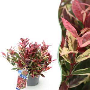 38038a1320134e139bbca76bf23a6c9e16ed76f1bd12418c8e21279ad93ca6f2.jpg Leucothoe Colour Diamond - Farbenfroh - Immergrün - Pflegeleicht