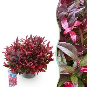 d4f3a2b42f1e408693f06aeec06b61eb6f36d8bfee7d42ffbe8d5a8abff7b9d2.jpg Leucothoe Zeblid - Rot - Immergrün - Pflegeleicht