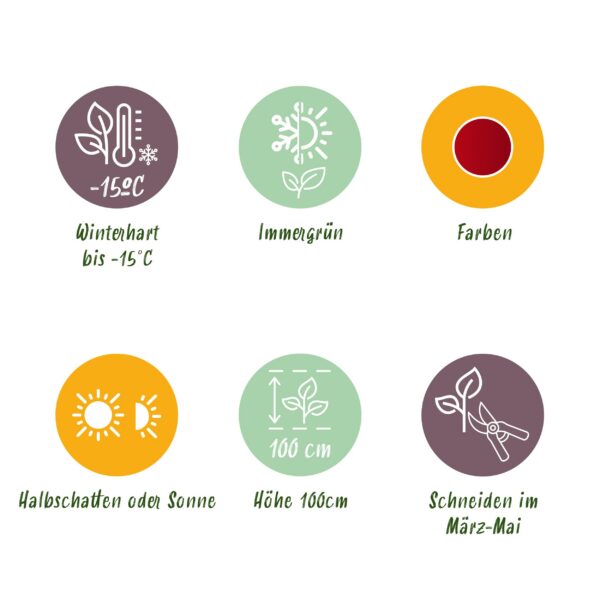 Leucothoe Zeblid - Rot - Immergrün - Pflegeleicht