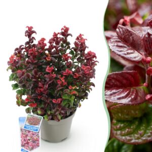 e9c489957e2a4ec080625d60708ca24c73a510b0f18d4eb3b29d2ce721435eb3.jpg Leucothoe Curly Red - Rot - Immergrün - Pflegeleicht