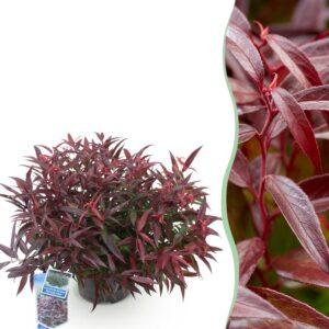 6526cd51ab0c4598a2e19914b3494ce65e8f40543185404b97037c8caf7e219d.jpg Leucothoe Burning Love - Rot - Immergrün - Pflegeleicht