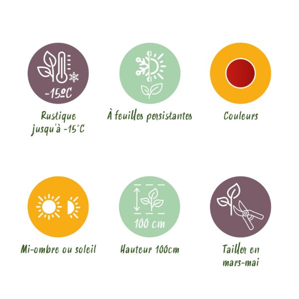 Nandina Blush Pink - Dunkelrosa - Immergrün - Pflegeleicht