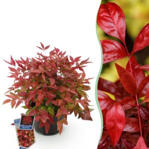 7c118e9895c44f1da9ab77e1dabdbade0c502d8f36b34193b076b265f21003f6.jpg Nandina Blush Pink - Dunkelrosa - Immergrün - Pflegeleicht