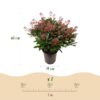 82e3654173754685a8309963693b5ca9ab23026e14034f368b695c8dd05f23f2.jpg Skimmia japonica Duo - Blüte Weiß & Rot - 40+ Blüten - 2 Pflanzen - winterhart