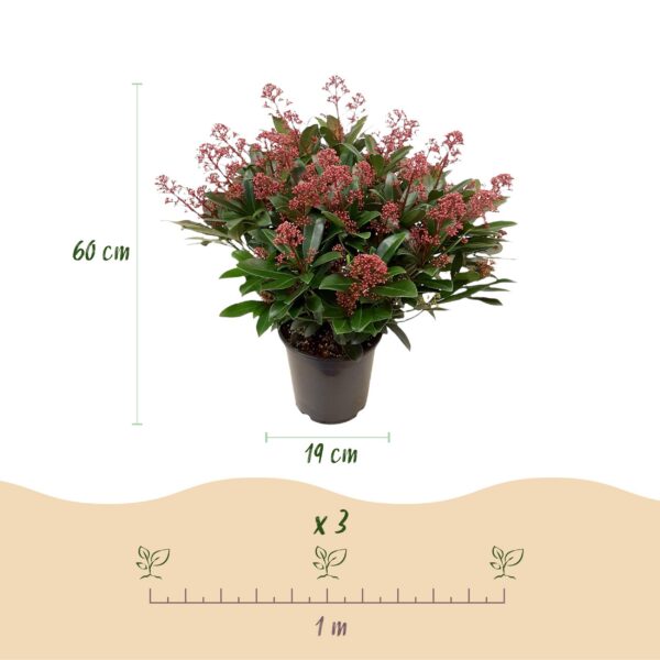82e3654173754685a8309963693b5ca9ab23026e14034f368b695c8dd05f23f2.jpg Skimmia japonica Duo - Blüte Weiß & Rot - 40+ Blüten - 2 Pflanzen - winterhart