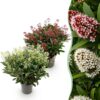 91ce27197fdf4cdab67b0a7c8f8a79dbb03923d07da24a75bdb7c3f20cfd8e29.jpg Skimmia japonica Duo - Blüte Weiß & Rot - 40+ Blüten - 2 Pflanzen - winterhart