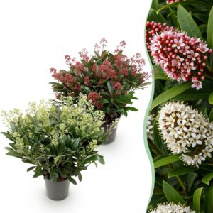 91ce27197fdf4cdab67b0a7c8f8a79dbb03923d07da24a75bdb7c3f20cfd8e29.jpg Skimmia japonica Duo - Blüte Weiß & Rot - 40+ Blüten - 2 Pflanzen - winterhart