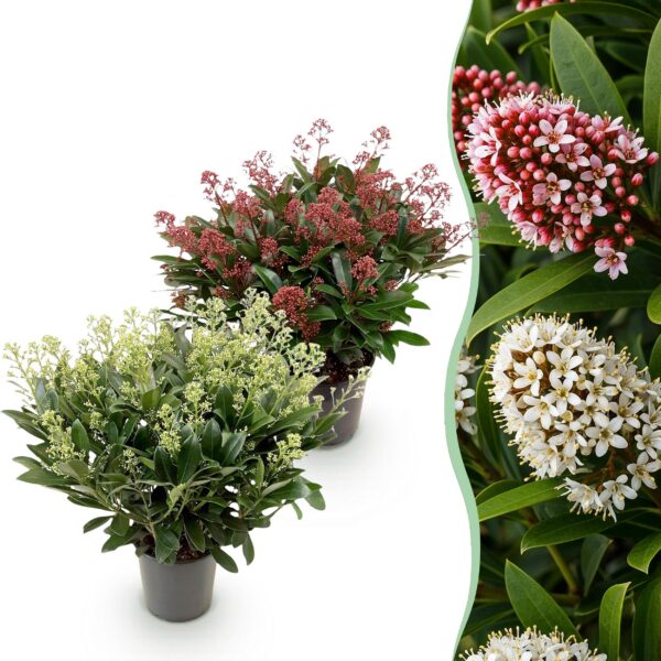 91ce27197fdf4cdab67b0a7c8f8a79dbb03923d07da24a75bdb7c3f20cfd8e29.jpg Skimmia japonica Duo - Blüte Weiß & Rot - 40+ Blüten - 2 Pflanzen - winterhart