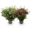 d14639a3c38c4fd587c4d406ca03fb11569d1a1271384b8082e7b4962b3fec32.jpg Skimmia japonica Duo - Blüte Weiß & Rot - 40+ Blüten - 2 Pflanzen - winterhart