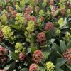 ddfc5f36293b46ae880525d3272a5ef5c5a223ea06b84c0fba42b4d7cee7eb55.jpg Skimmia japonica Duo - Blüte Weiß & Rot - 40+ Blüten - 2 Pflanzen - winterhart