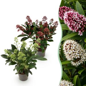 d5cabe357e224ff69696a31347d3d9e372f3c212352d4843be1364d18611c311.jpg Skimmia japonica Duo - Blüte Weiß & Rot - 10+ Blüten - 2 Pflanzen - winterhart