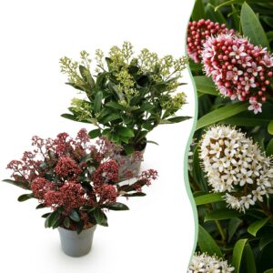 Skimmia japonica Duo - Blüte Weiß & Rot - 15+ Blüten - 2 Pflanzen - winterhart