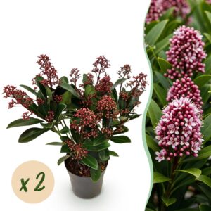 Skimmia japonica Rubella - Blüte Rot - 10+ Blüten - 2 Pflanzen - Winterhart