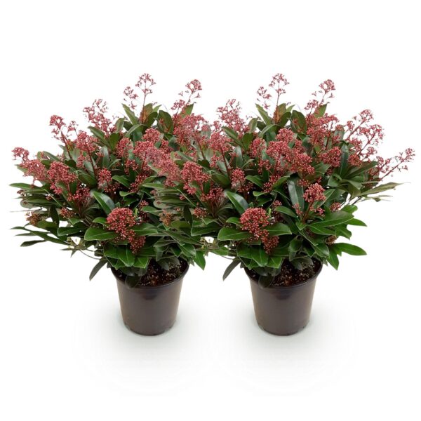 97de07ad91c54c52909ac67322719476bb9198408a6f45a7bb7b455244e6704c.jpg Skimmia japonica Rubella - Blüte Rot - 40+ Blüten - 2 Pflanzen - winterhart