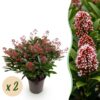 ca2edb31409a49a0a7501770b782b936b1e1ae333abc4b30819ae9237bf725b0.jpg Skimmia japonica Rubella - Blüte Rot - 40+ Blüten - 2 Pflanzen - winterhart