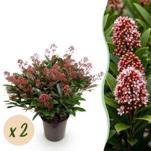 Skimmia japonica Rubella - Blüte Rot - 40+ Blüten - 2 Pflanzen - winterhart