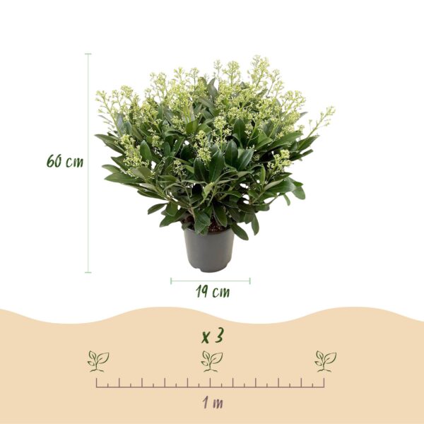 Skimmia japonica Finchy - Blüte Weiß - 40+ Blüten - 2 Pflanzen - Winterhart