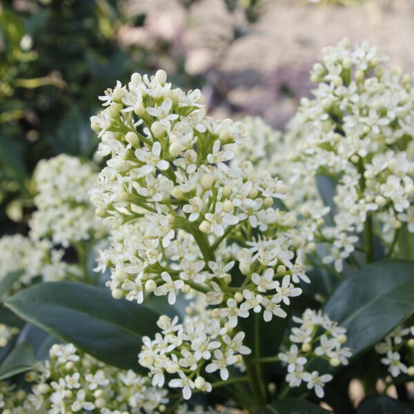 Skimmia japonica Finchy - Blüte Weiß - 40+ Blüten - 2 Pflanzen - Winterhart