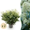 a1313a57fd3e4c2e8029ec1f276534c5b91f0aeab6e245b797882862544f17b4.jpg Skimmia japonica Finchy - Blüte Weiß - 40+ Blüten - 2 Pflanzen - Winterhart