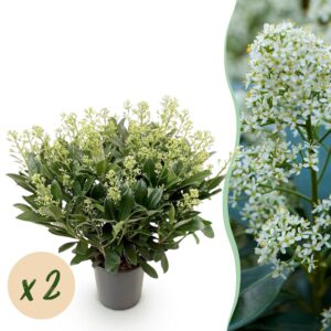 Skimmia japonica Finchy - Blüte Weiß - 40+ Blüten - 2 Pflanzen - Winterhart