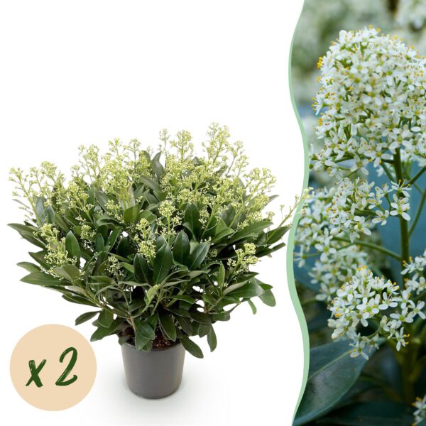 Skimmia japonica Finchy - Blüte Weiß - 40+ Blüten - 2 Pflanzen - Winterhart