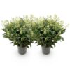 Skimmia japonica Finchy - Blüte Weiß - 40+ Blüten - 2 Pflanzen - Winterhart