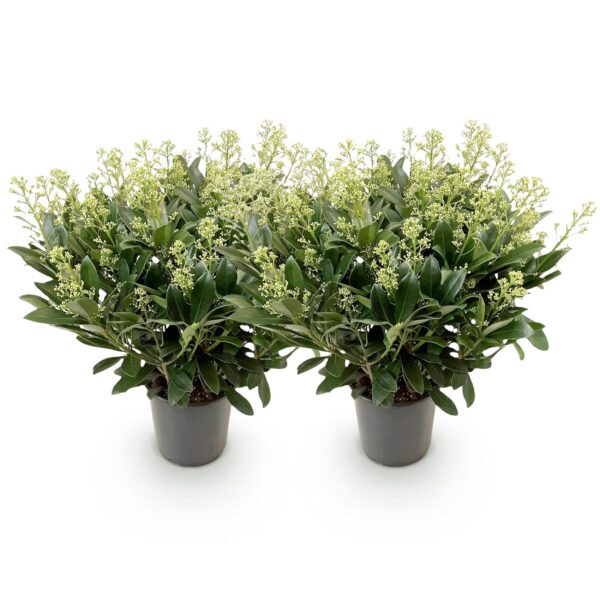 Skimmia japonica Finchy - Blüte Weiß - 40+ Blüten - 2 Pflanzen - Winterhart