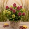 9c6519c7c46242b7a0149759a89d9f0540afa25b91884d6eaa0ee233a38b5ce2.jpg Skimmia japonica Festival - Blüte Weiß & Rot - 15+ Blüten - Winterhart