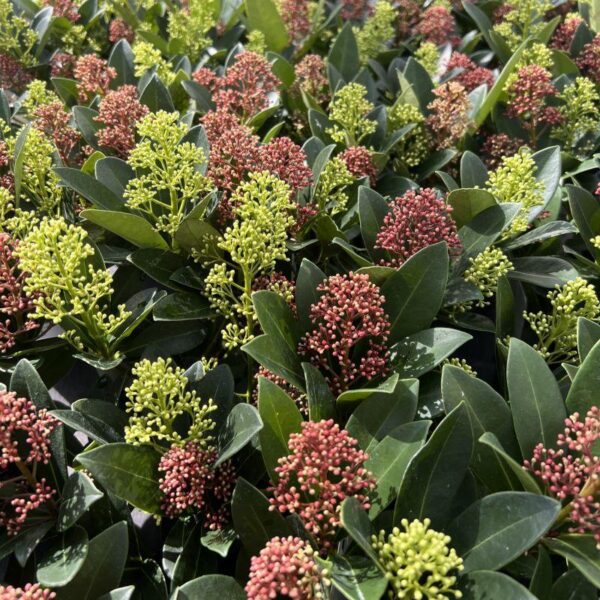 b3cb919b278d4069a9f0659c0350388dcf09b885486c4449a1c43507c50da6cc.jpg Skimmia japonica Festival - Blüte Weiß & Rot - 15+ Blüten - Winterhart