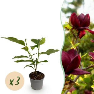 Magnolia Genie - Blume Lila - 3 Pflanzen - Laubabwerfend - Pflegeleicht