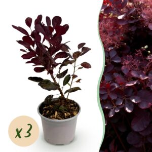 Cotinus coggyria Lilla - Lila 3 Pflanzen - Laubabwerfend - Pflegeleicht