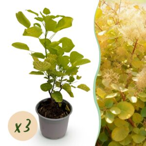 Cotinus coggyria Golden Spirit - Gelb - 3 Pflanzen - Laubabwerfend - Pflegeleicht