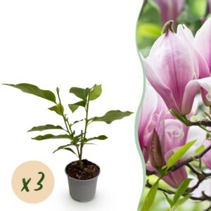 Magnolia George Henry Kern - Blume Rosa - 3 Pflanzen - Laubabwerfend - Pflegeleicht