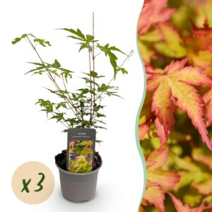 Acer palmatum Sangokaku - Grün - 3 Pflanzen - Laubabwerfend - Pflegeleicht