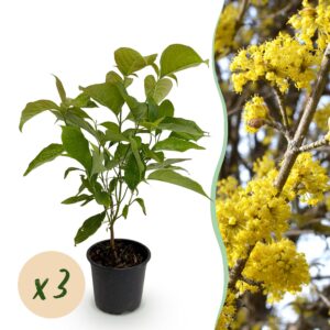 Cornus mas - Blüte Gelb - 3 Pflanzen - Laubabwerfend - Pflegeleicht