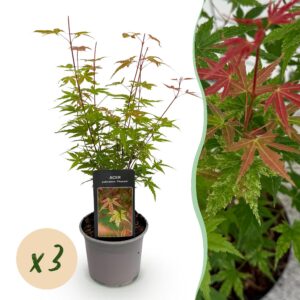 Acer palmatum Phoenix - Rosa - 3 Pflanzen - Laubabwerfend - Pflegeleicht
