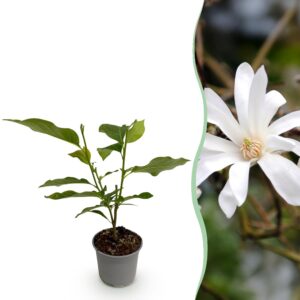 Magnolia stellata - Blüte Weiß - Laubabwerfend - Pflegeleicht