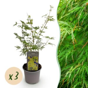 Acer palmatum Emerald Lace - Grün - 3 Pflanzen - Laubabwerfend - Pflegeleicht