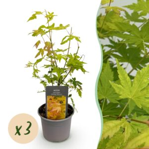 Acer palmatum Orange Dream - Orange - 3 Pflanzen - Laubabwerfend - Pflegeleicht