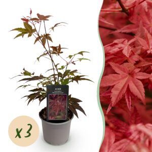 Acer palmatum Atropurpureum - Lila - 3 Pflanzen - Blattverlust - Pflegeleicht