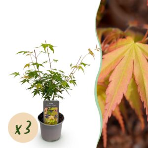 Acer palmatum Katsura - Orange - 3 Pflanzen - Laubabwerfend - Pflegeleicht