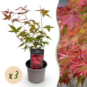 Acer palmatum Beni-maiko - Rot - 3 Pflanzen - Laubabwerfend - Pflegeleicht