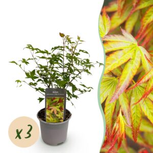 Acer palmatum Little Princess - Grün - 3 Pflanzen - Laubabwerfend - Pflegeleicht