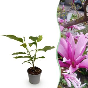 Magnolia Susan - Blume Lila - Laubabwerfend - Pflegeleicht
