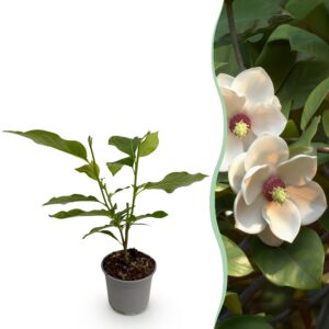 Magnolia sieboldii - Blüte Weiß-Rot - Laubabwerfend - Pflegeleicht