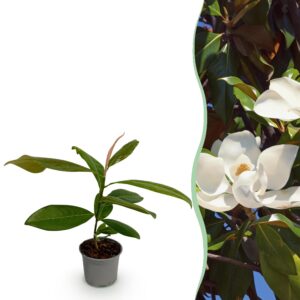 Magnolia grandiflora - Weiße Blüten - Immergrün - Pflegeleicht