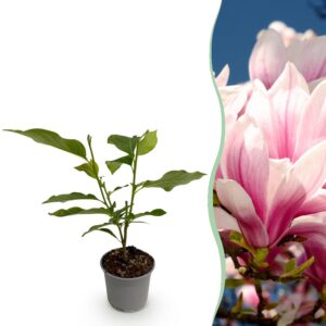 Magnolia soulangeana - Blume Rosa - Laubabwerfend - Pflegeleicht