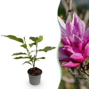 Magnolia liliiflora Nigra - Blume Lila - Laubabwerfend - Pflegeleicht