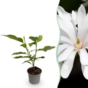 Magnolia stellata Royal Star - Blüte Weiß - Laubabwerfend - Pflegeleicht